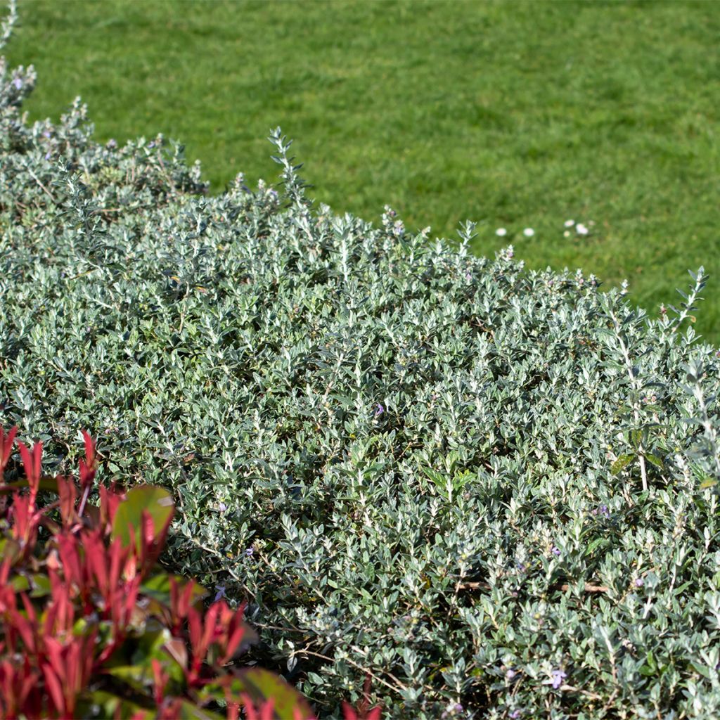 Teucrium fruticans Selection Erecta - Strauchiger Gamander