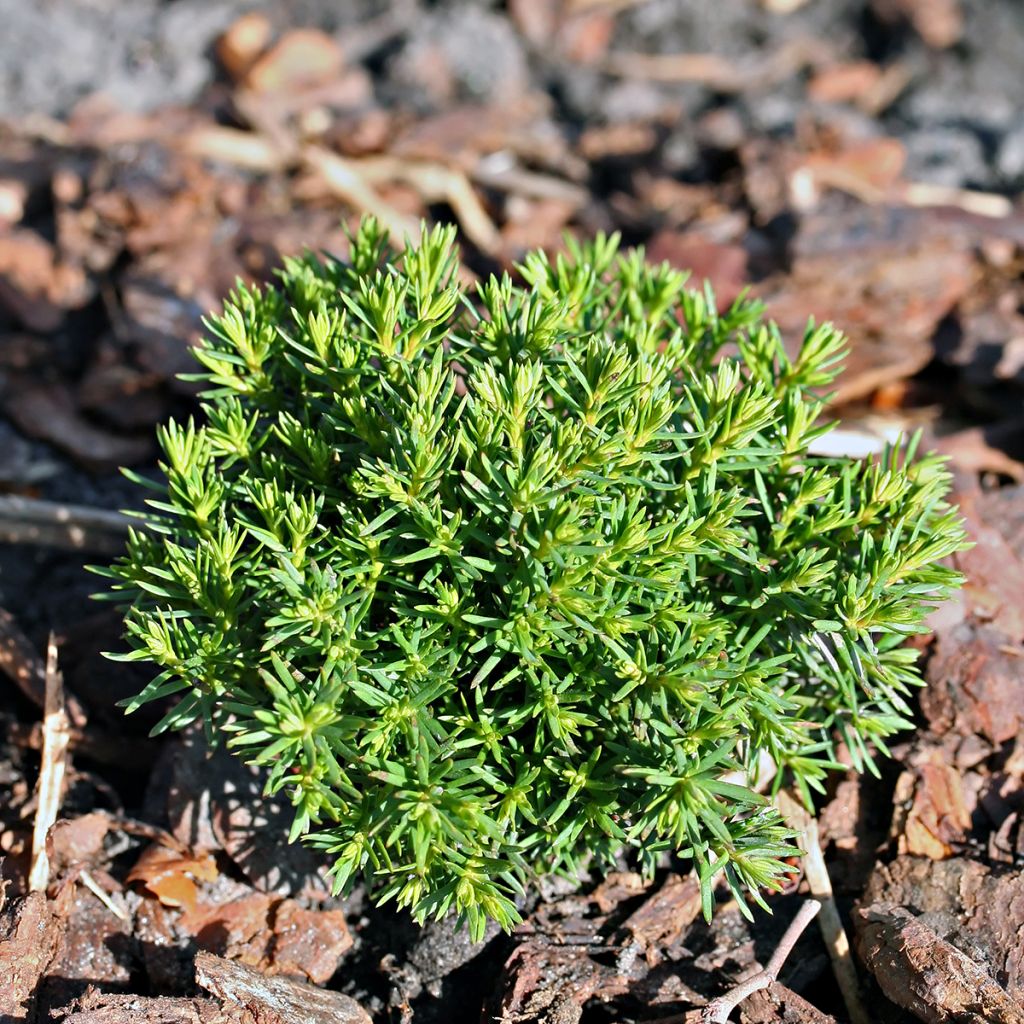Thuja occidentalis Teddy