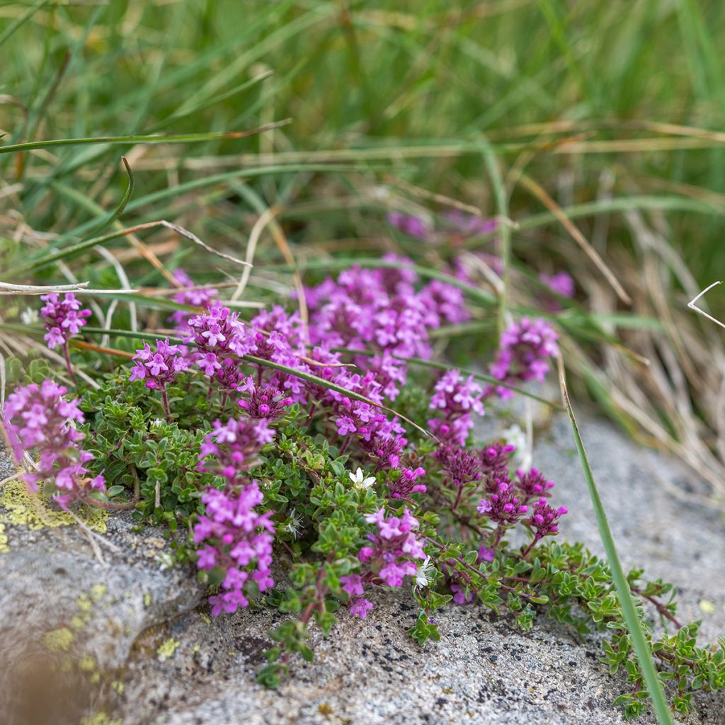 Sand-Thymian oder Feld-Thymian - Thymus serpyllum