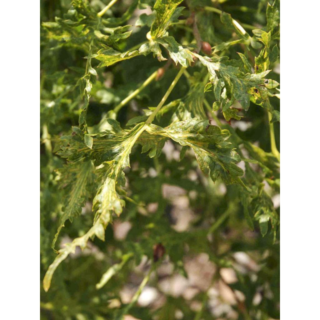 Sommer-Linde Henryk Eder - Tilia platyphyllos