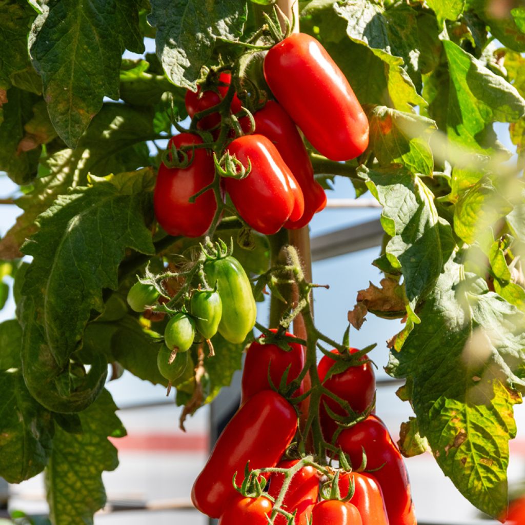 Tomate San Marzano 2 BIO (Samen)