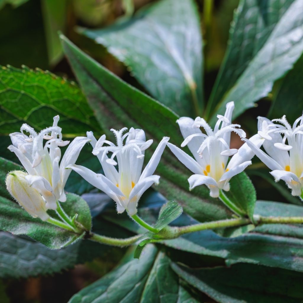 Tricyrtis hirta Alba - Krötenlilie