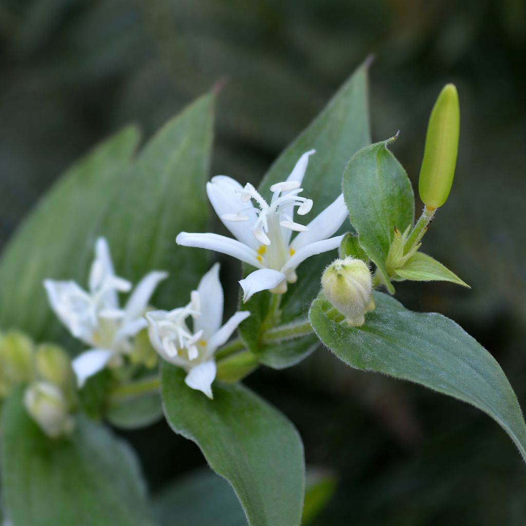 Tricyrtis hirta Alba - Krötenlilie