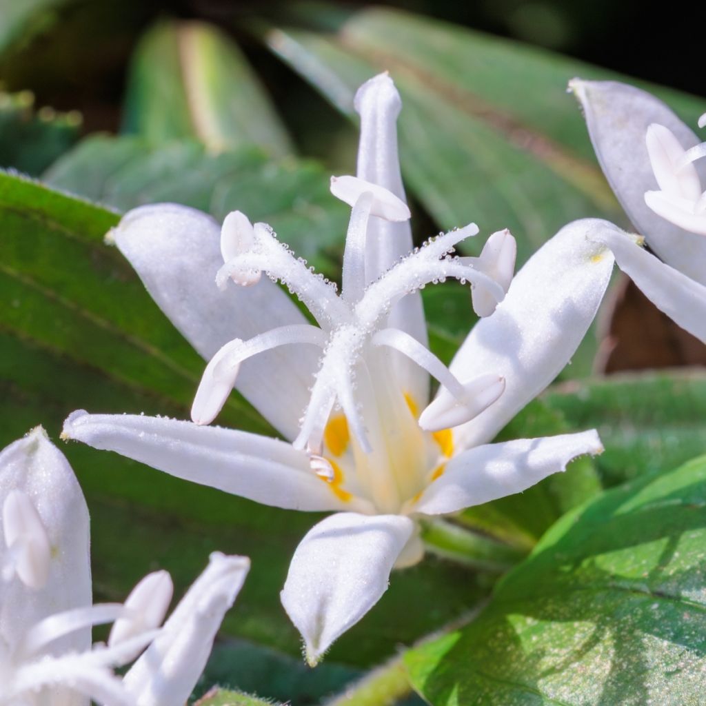Tricyrtis hirta Alba - Krötenlilie