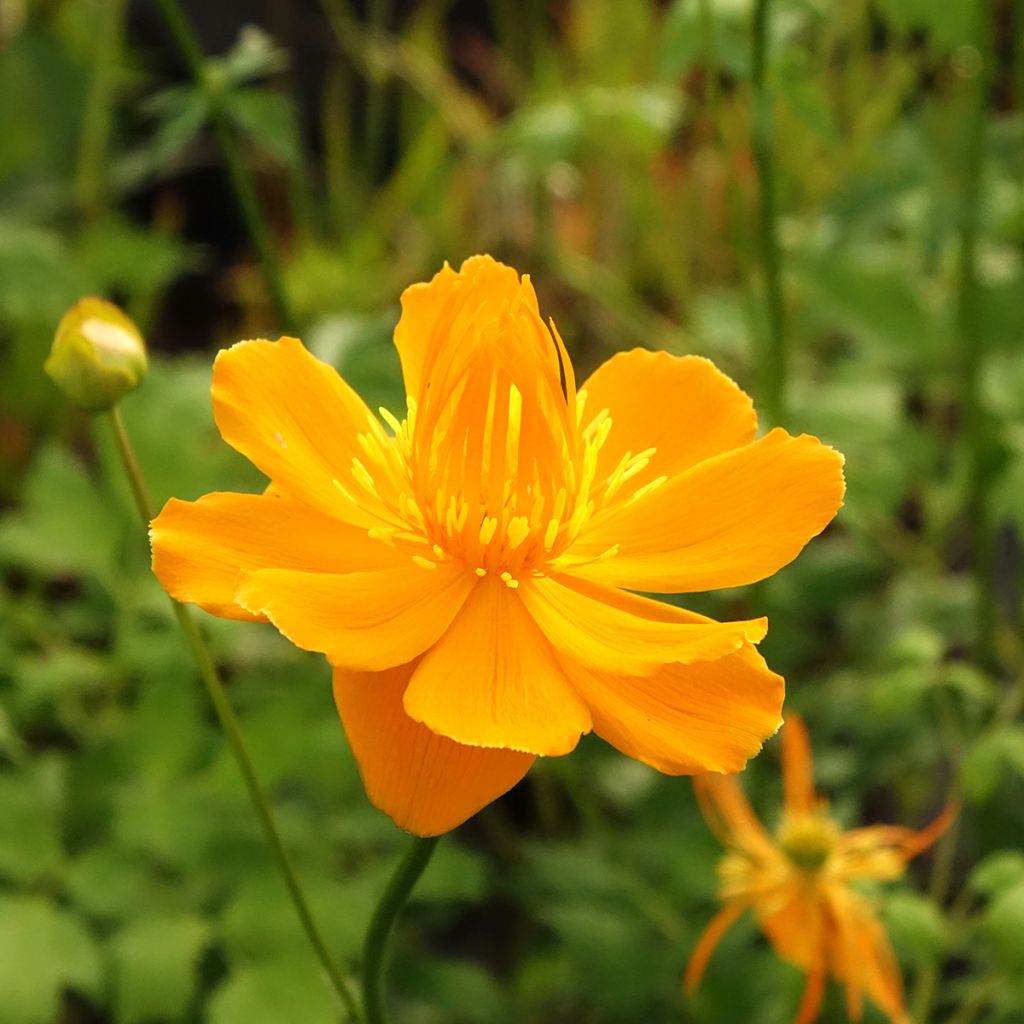 Chinesische Trollblume Golden Queen - Trollius chinensis