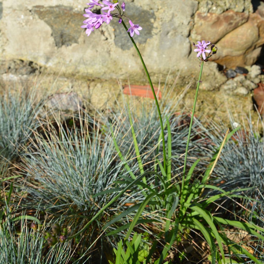 Tulbaghia Dark Star