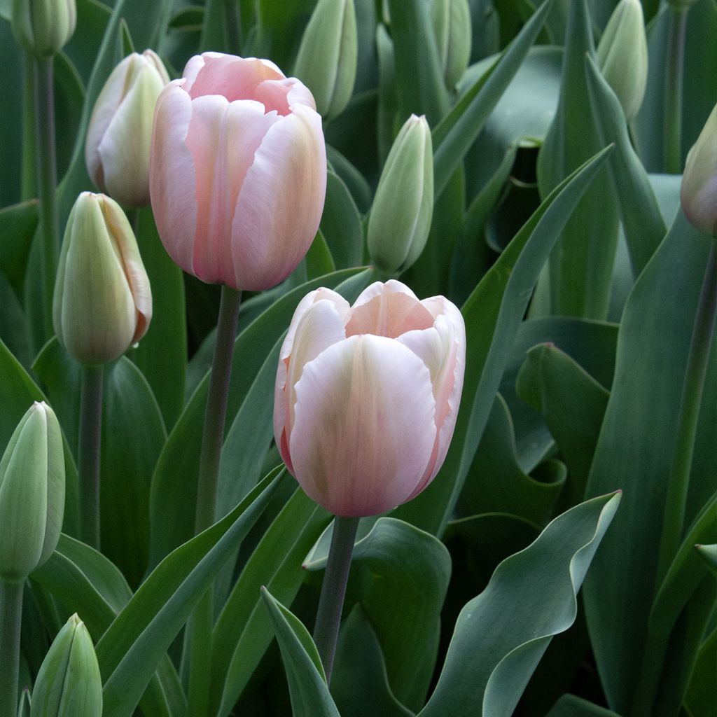 Darwin-Hybrid-Tulpe Salmon Impression