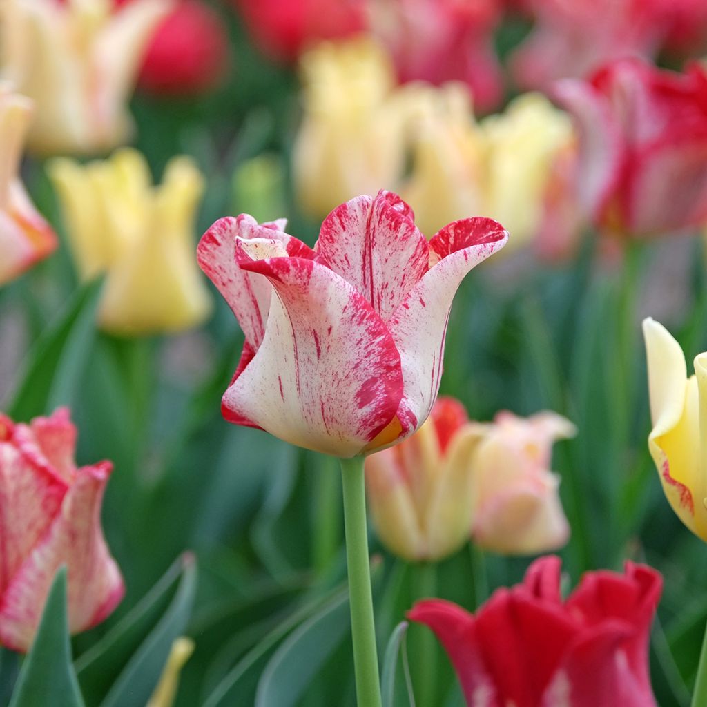 Coronet-Tulpen Striped Crown