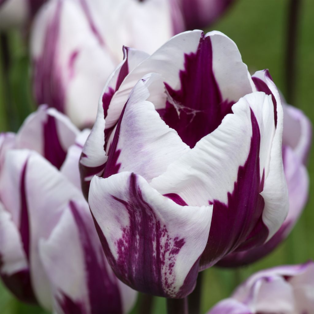 Triumph-Tulpe Rem's Favorite