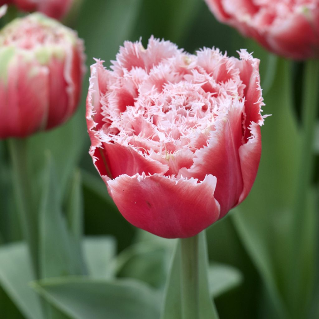 Gefranste Gefüllte Tulpe Brest