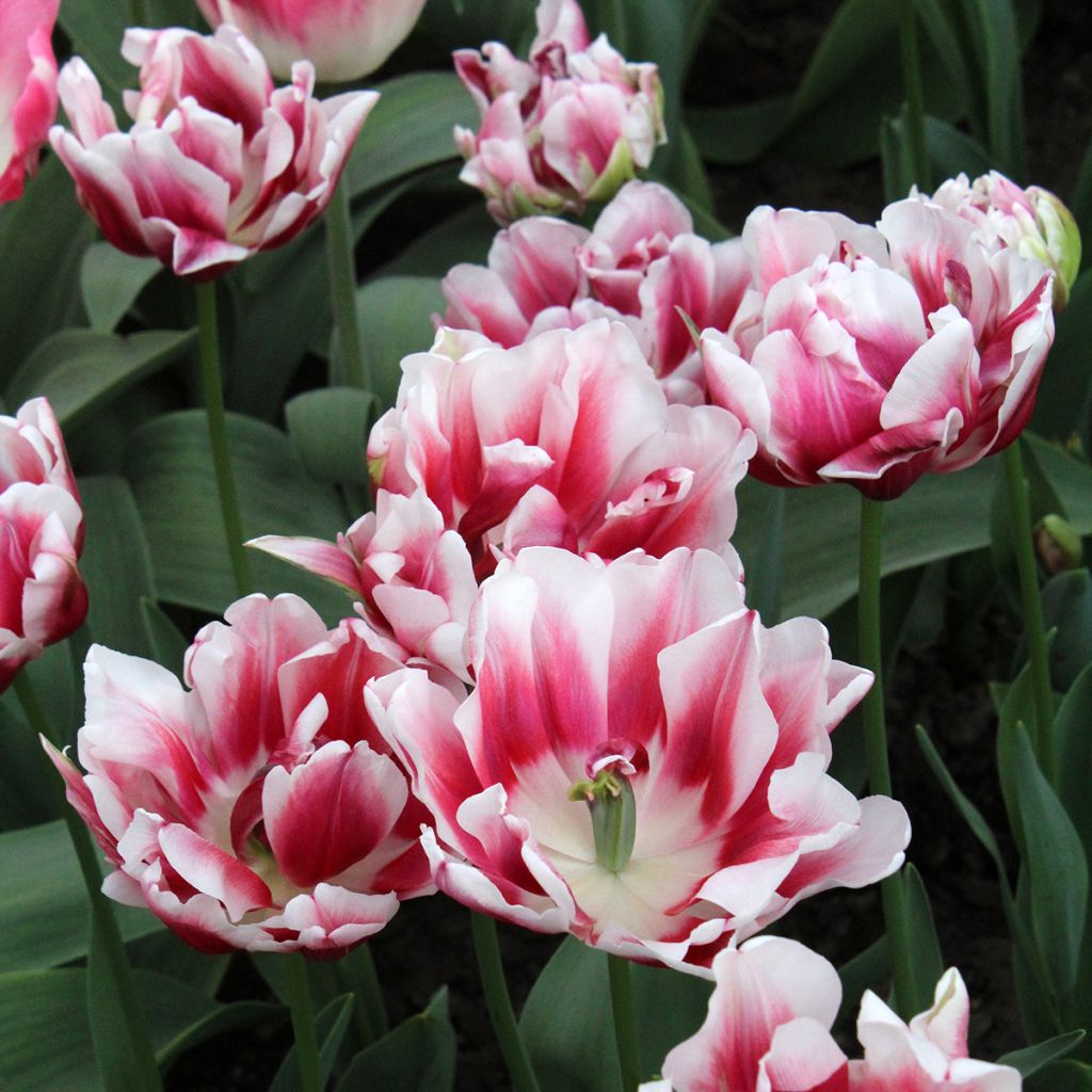 Frühe Gefüllte Tulpe Fantasy Lady
