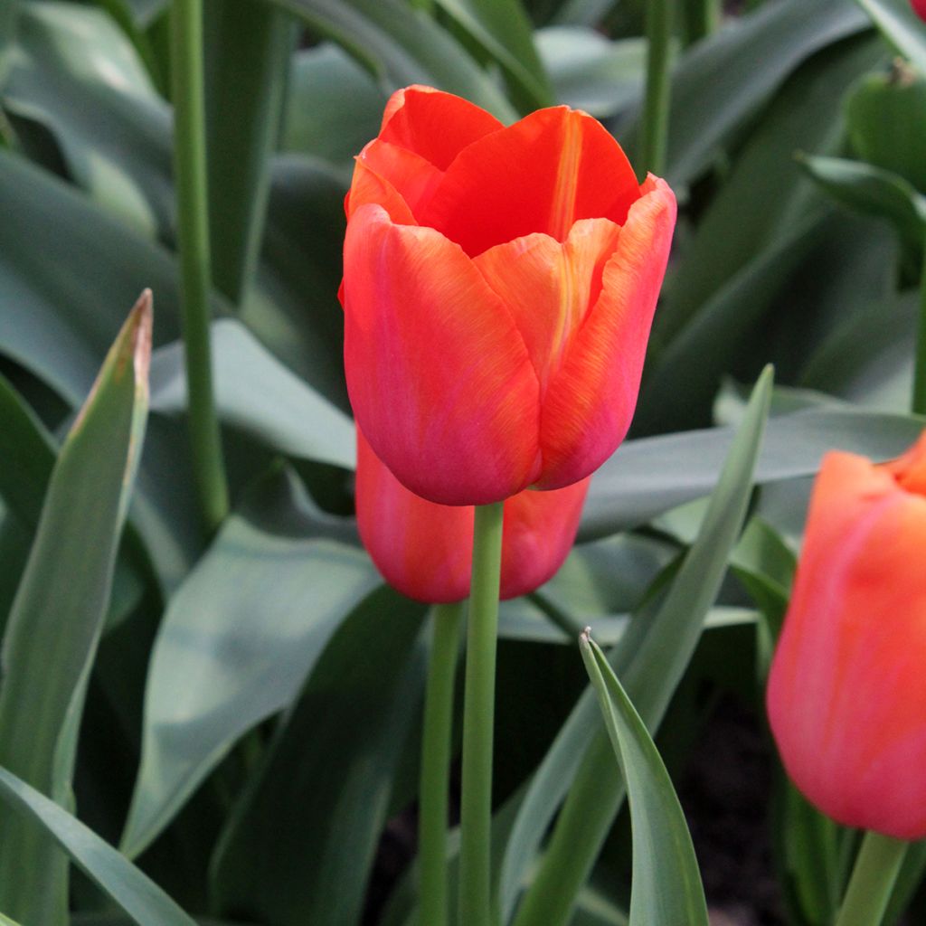 Späte Einfache Tulpe Avignon