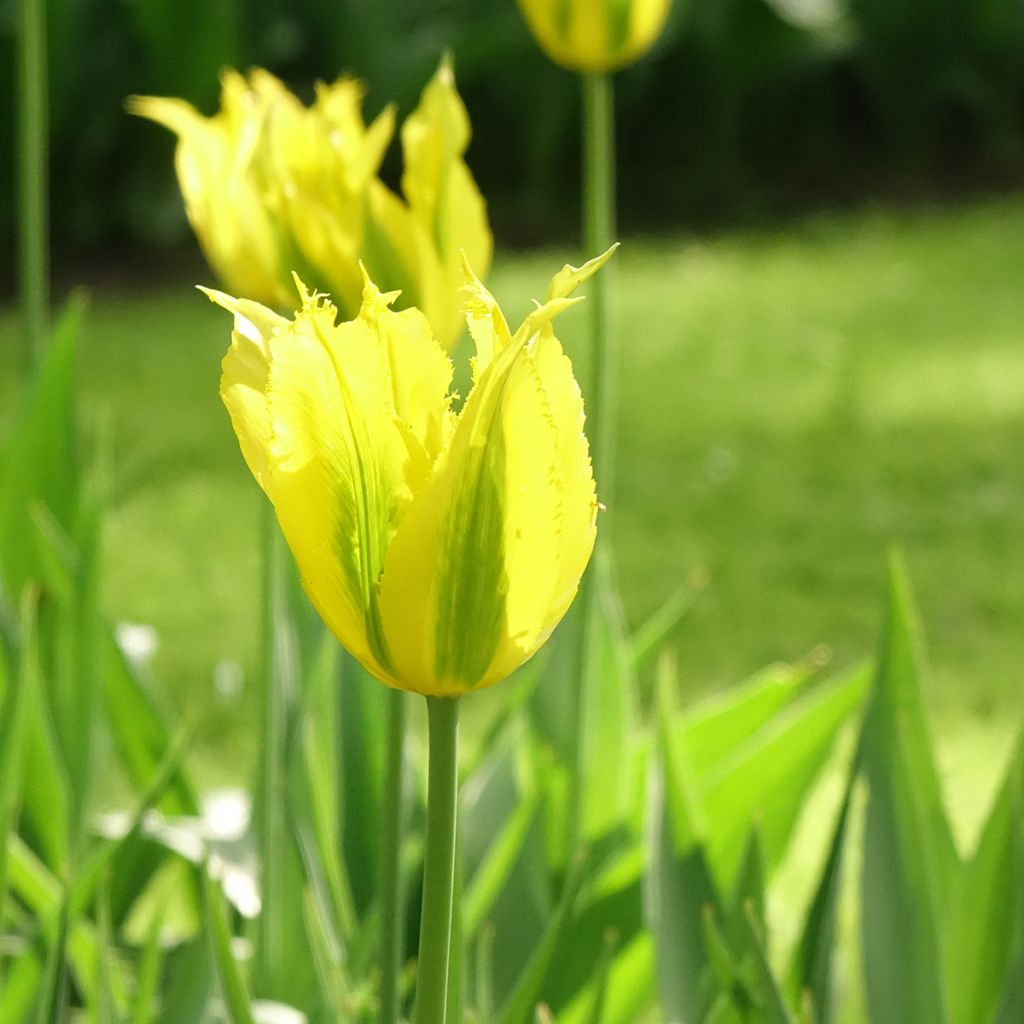 Viridiflora-Tulpe Green Mile