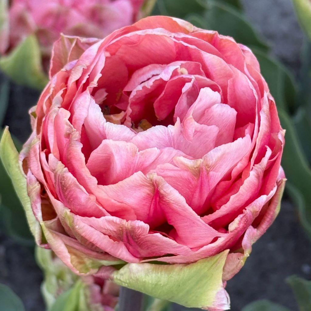 Frühe Gefüllte Tulpe Quinty Trustfull