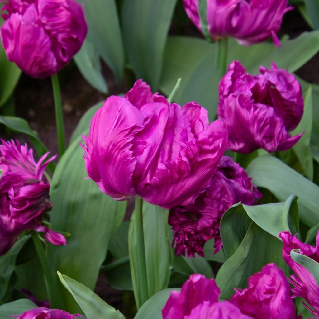 Tulipe Perroquet Parrot Prince