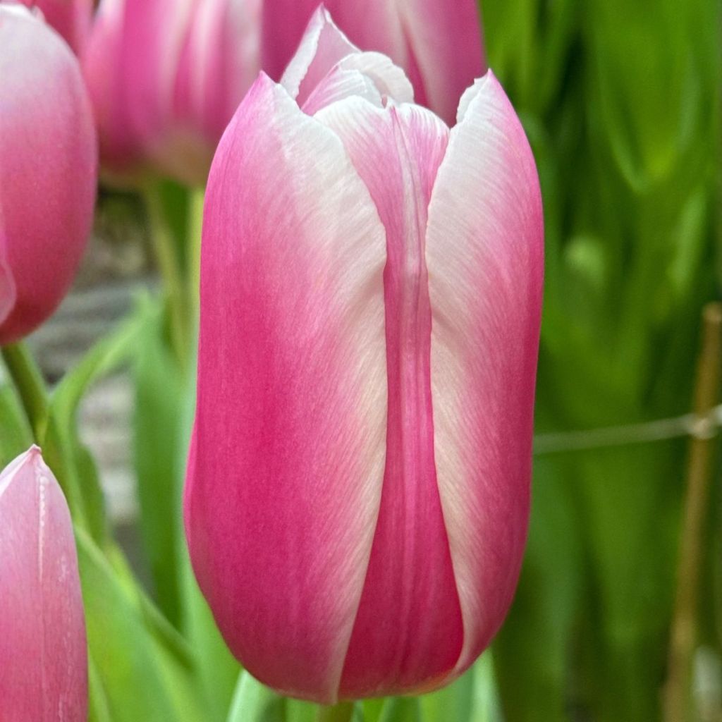 Triumph-Tulpe Kadima