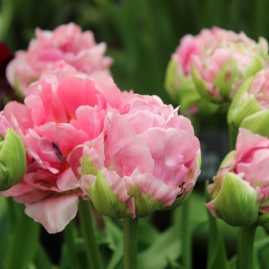 Späte Gefüllte Tulpe Double Arosa