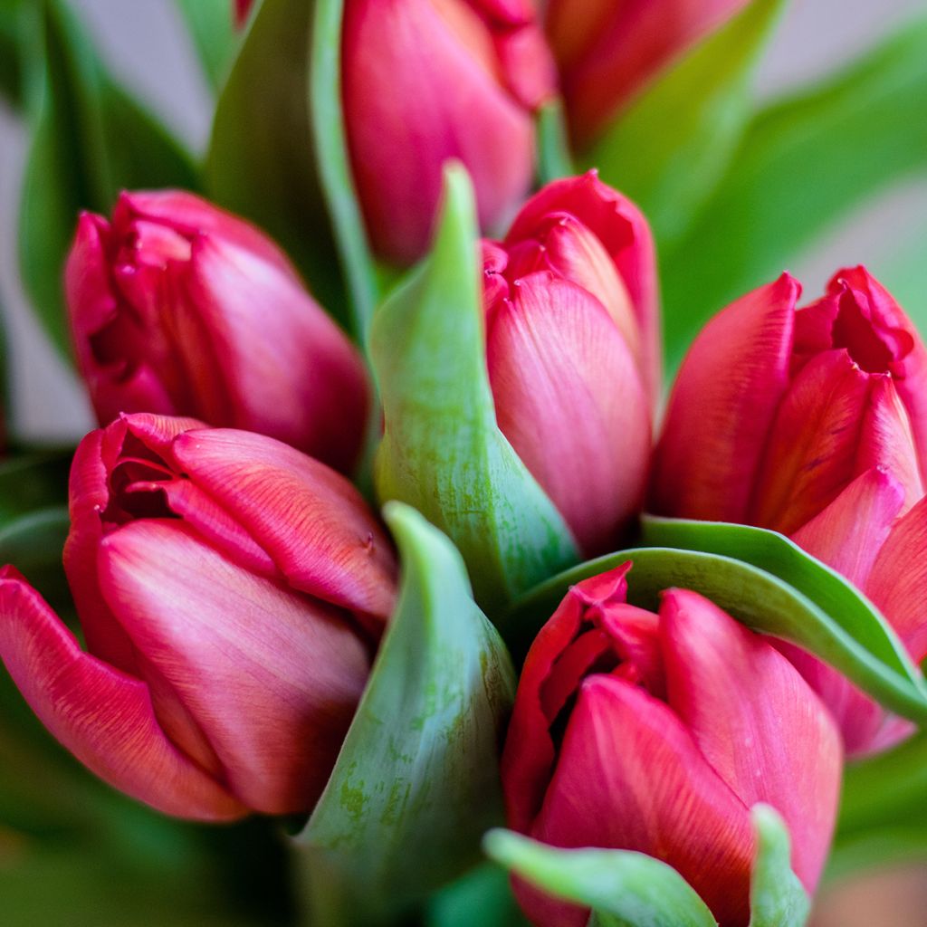 Mehrblütige Tulpe Happy Family