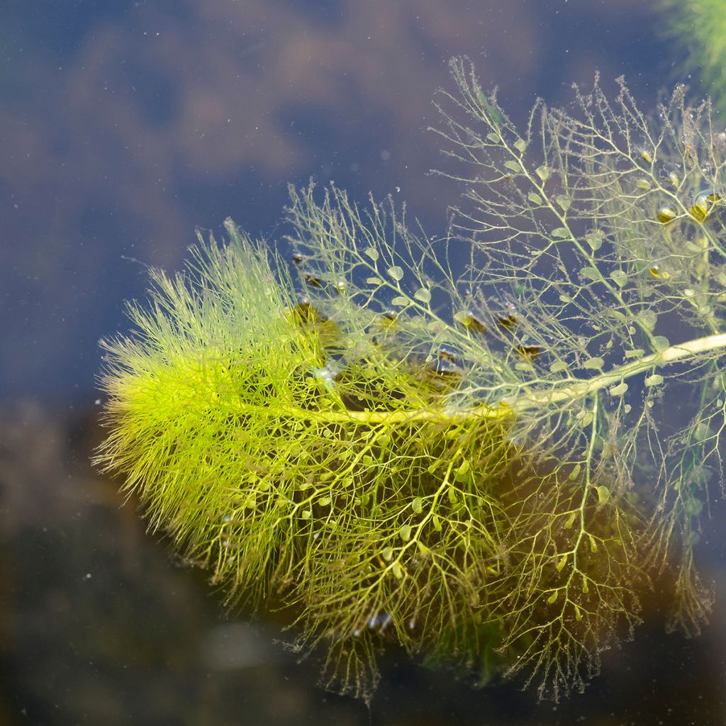 Utricularia vulgaris - Gemeiner Wasserschlauch
