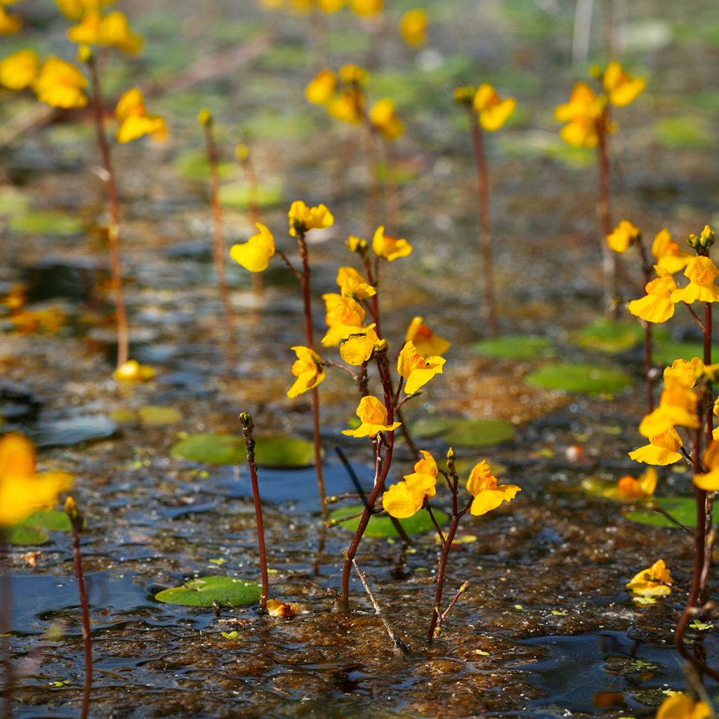 Utricularia vulgaris - Gemeiner Wasserschlauch