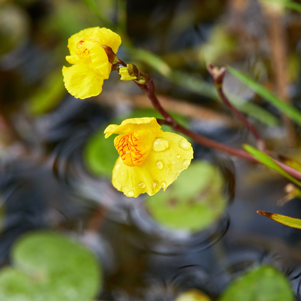 Utricularia vulgaris - Gemeiner Wasserschlauch