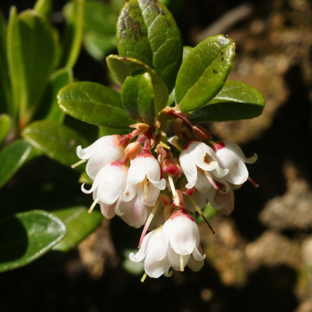 Preiselbeere Bio - Vaccinium vitis idaea