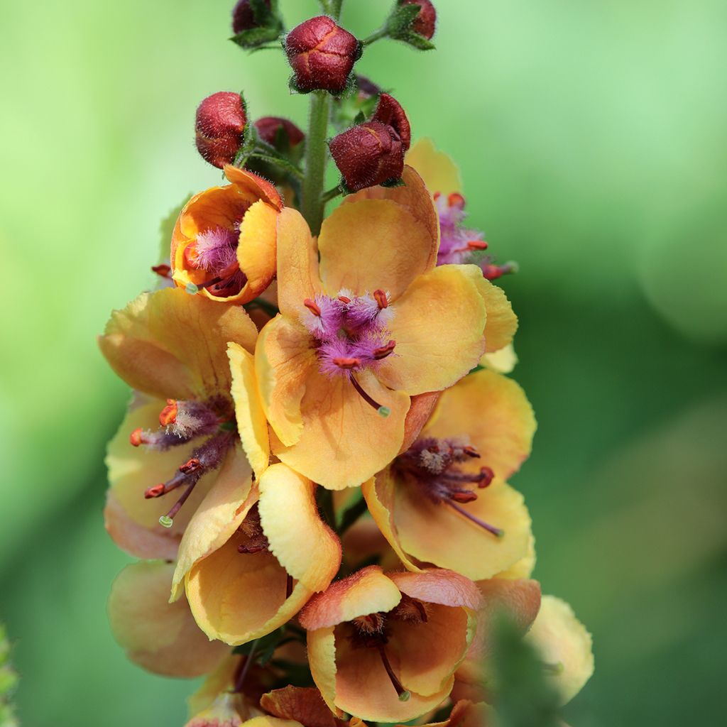 Verbascum Clementine - Königskerze