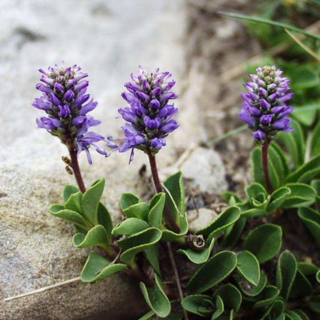 Veronica allionii - Allionis Ehrenpreis