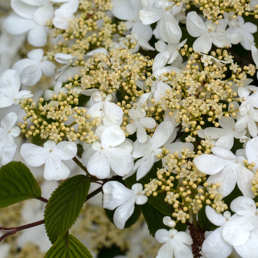 Japanischer Schneeball Mariesii Great Star - Viburnum plicatum