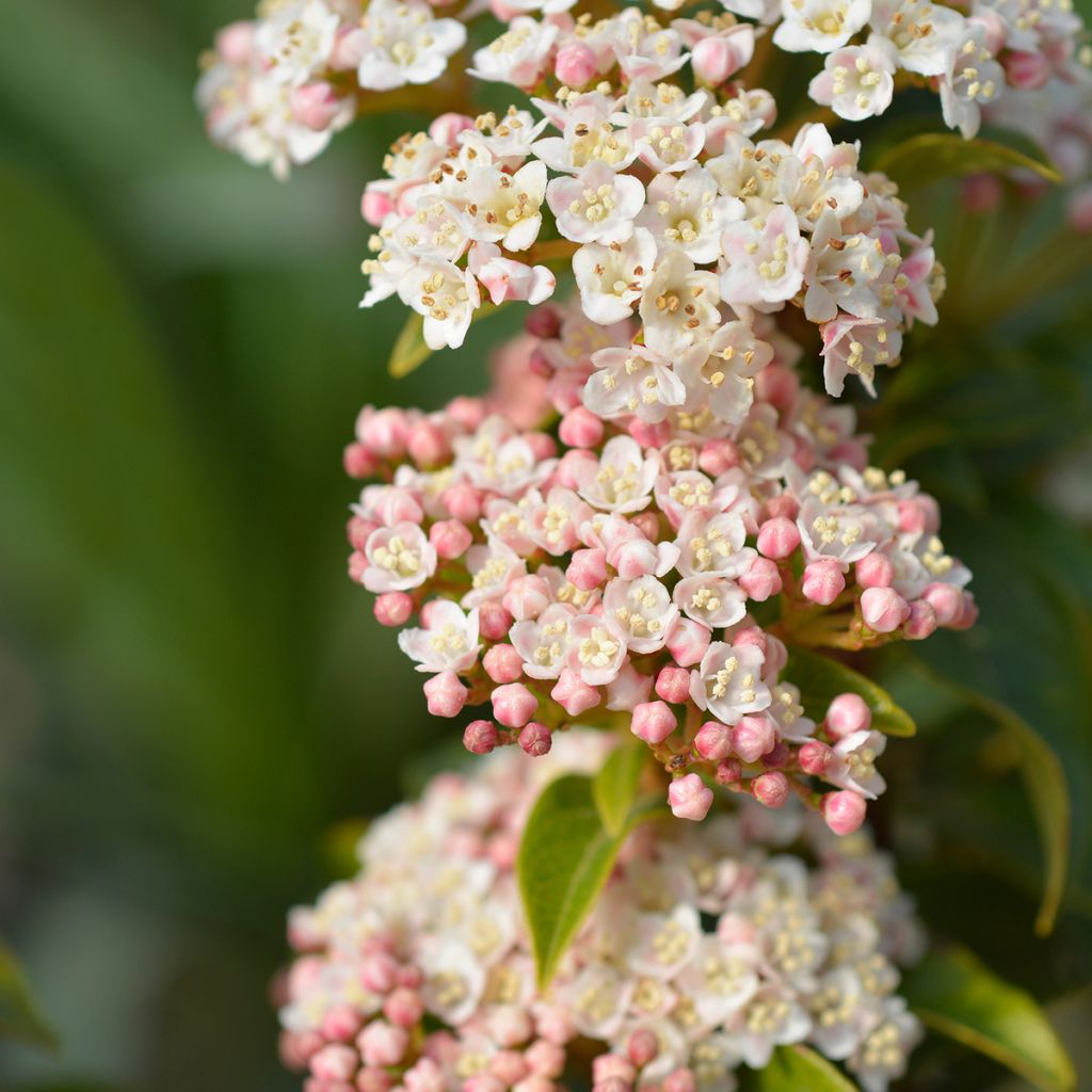Lorbeerblättriger Schneeball Eve Price - Viburnum tinus
