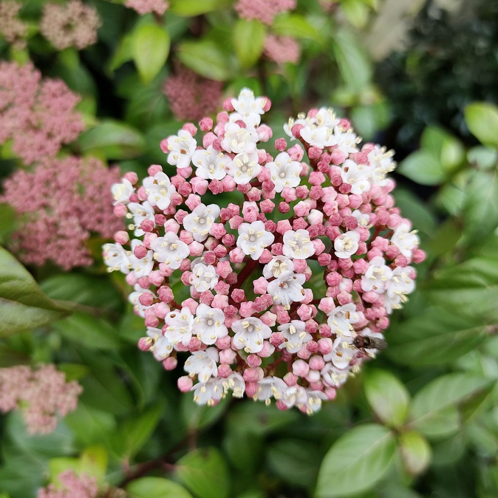 Lorbeerblättriger Schneeball Eve Price - Viburnum tinus