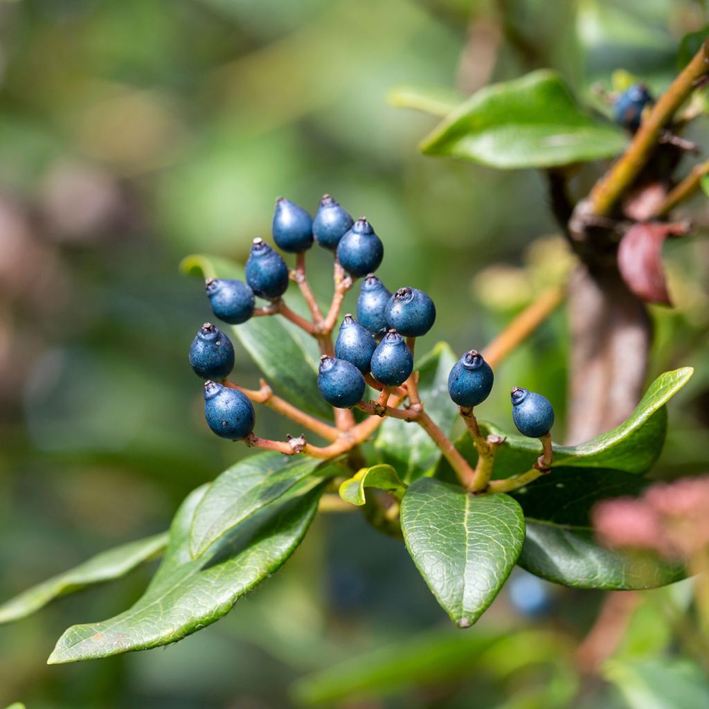 Lorbeerblättriger Schneeball Eve Price - Viburnum tinus