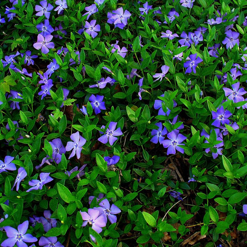 Kleines Immergrün - Vinca minor