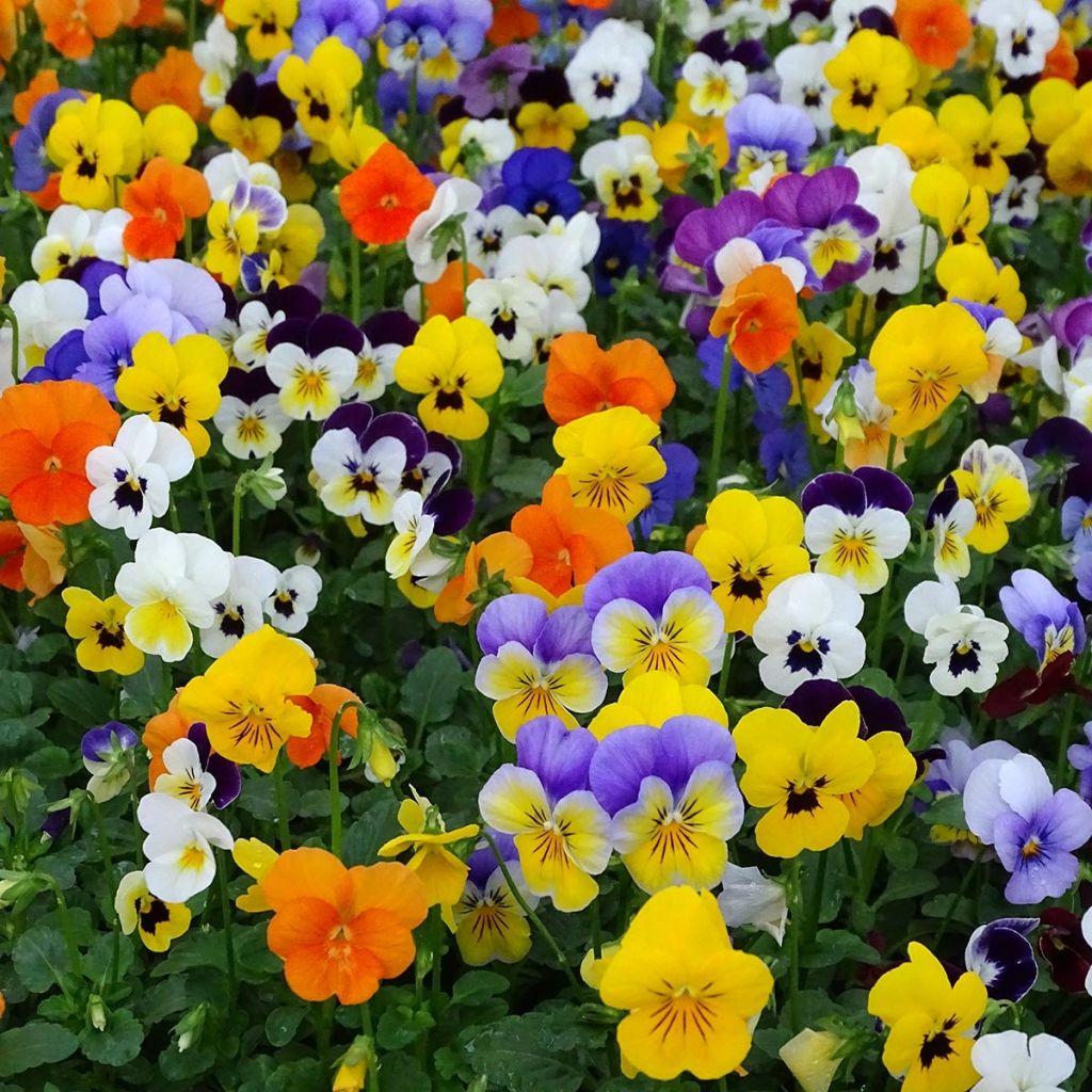 Horn-Veilchen Butterfly Mix