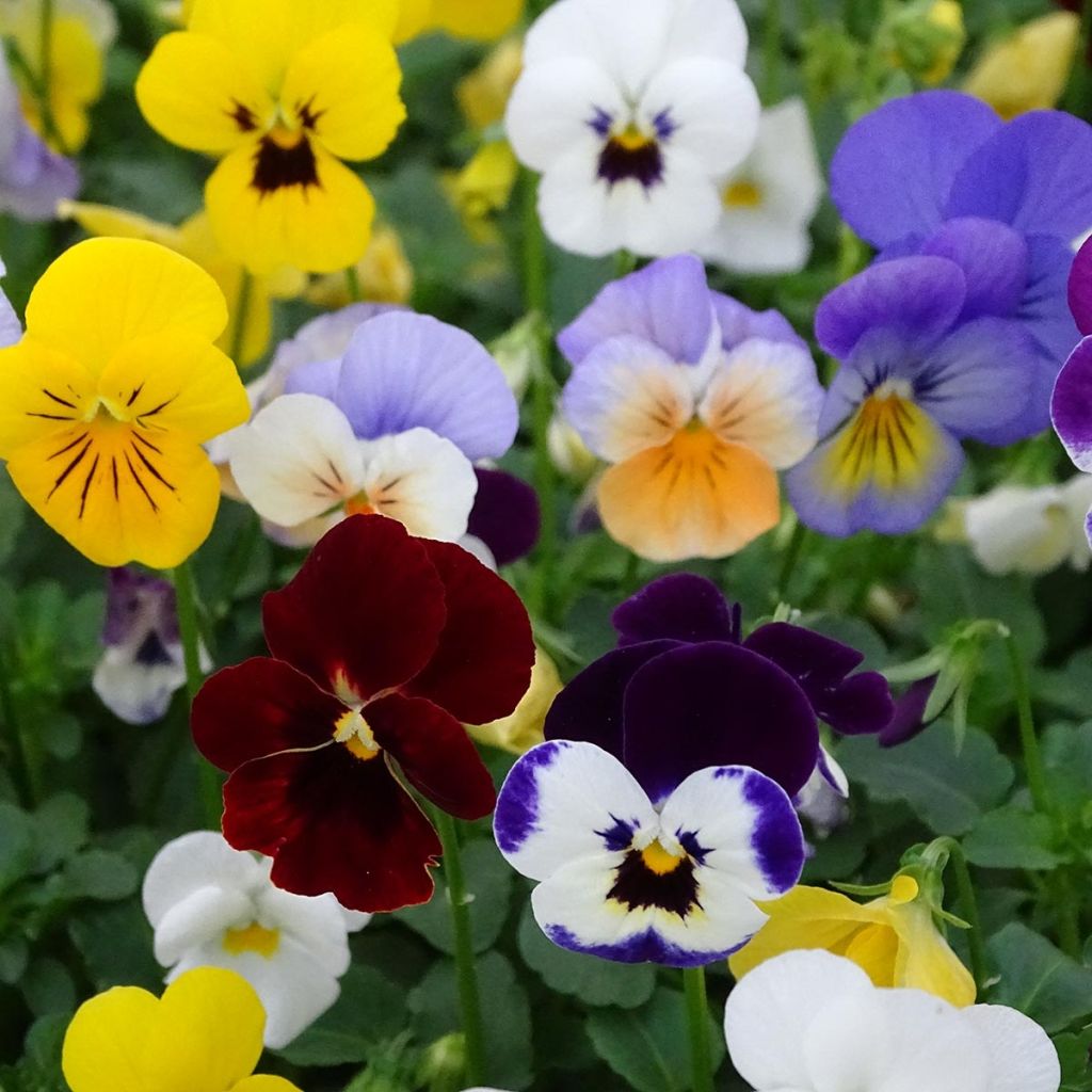 Horn-Veilchen Butterfly Mix