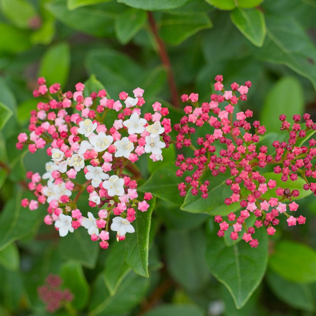 Lorbeerblättriger Schneeball Gwenllian - Viburnum tinus