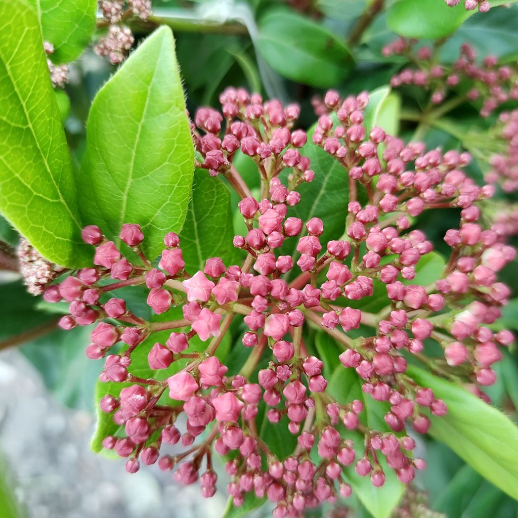 Lorbeerblättriger Schneeball Gwenllian - Viburnum tinus