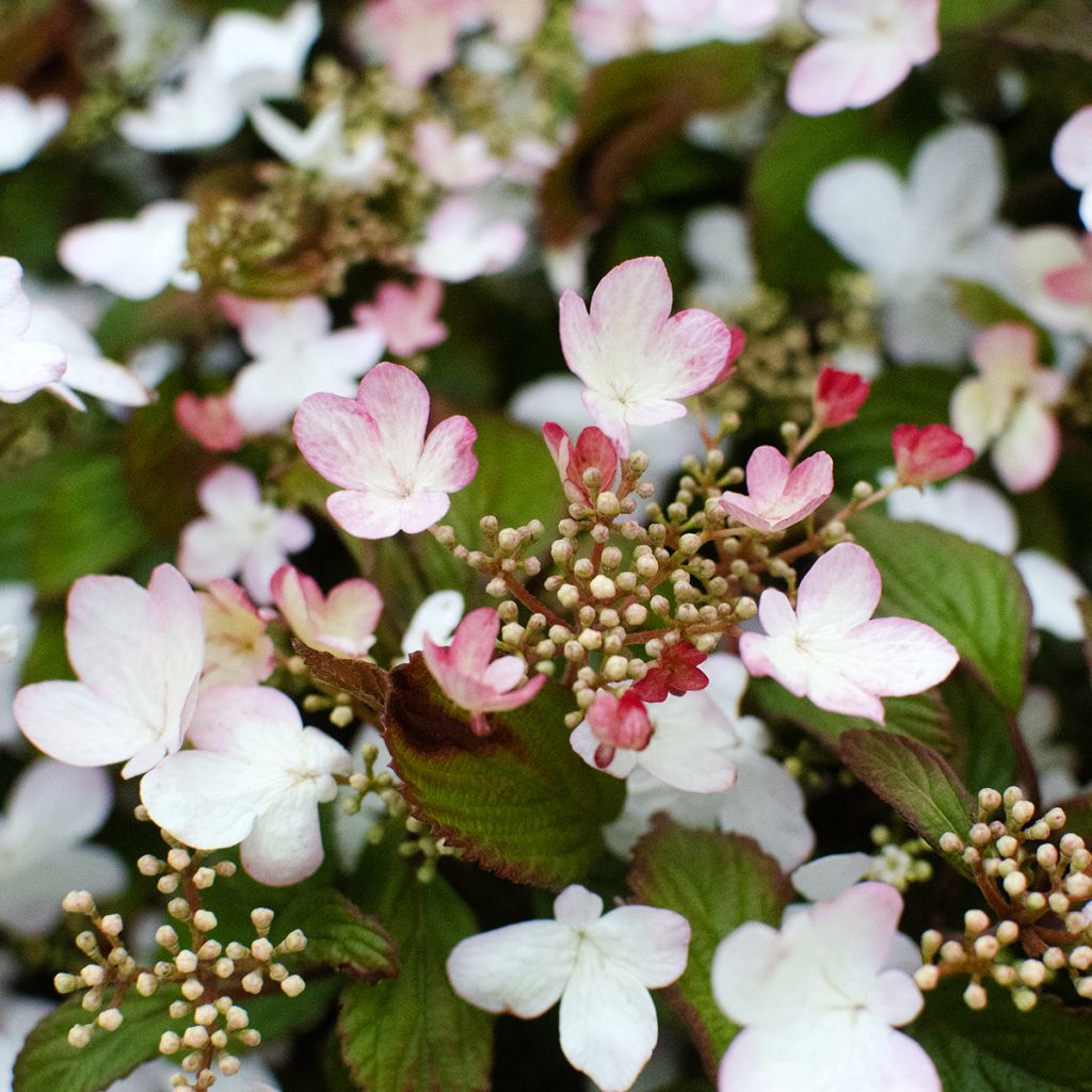 Japanischer Schneeball Pinkawai - Viburnum plicatum