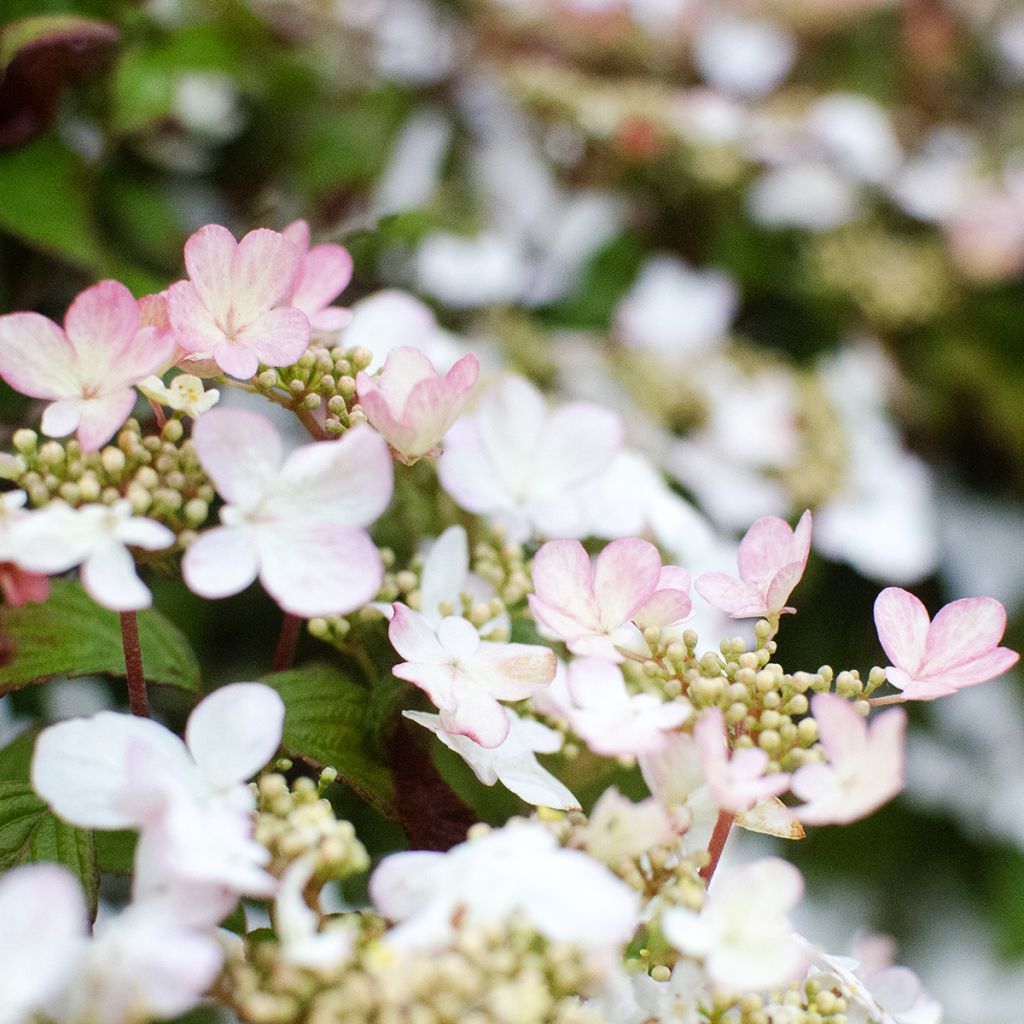 Japanischer Schneeball Pinkawai - Viburnum plicatum
