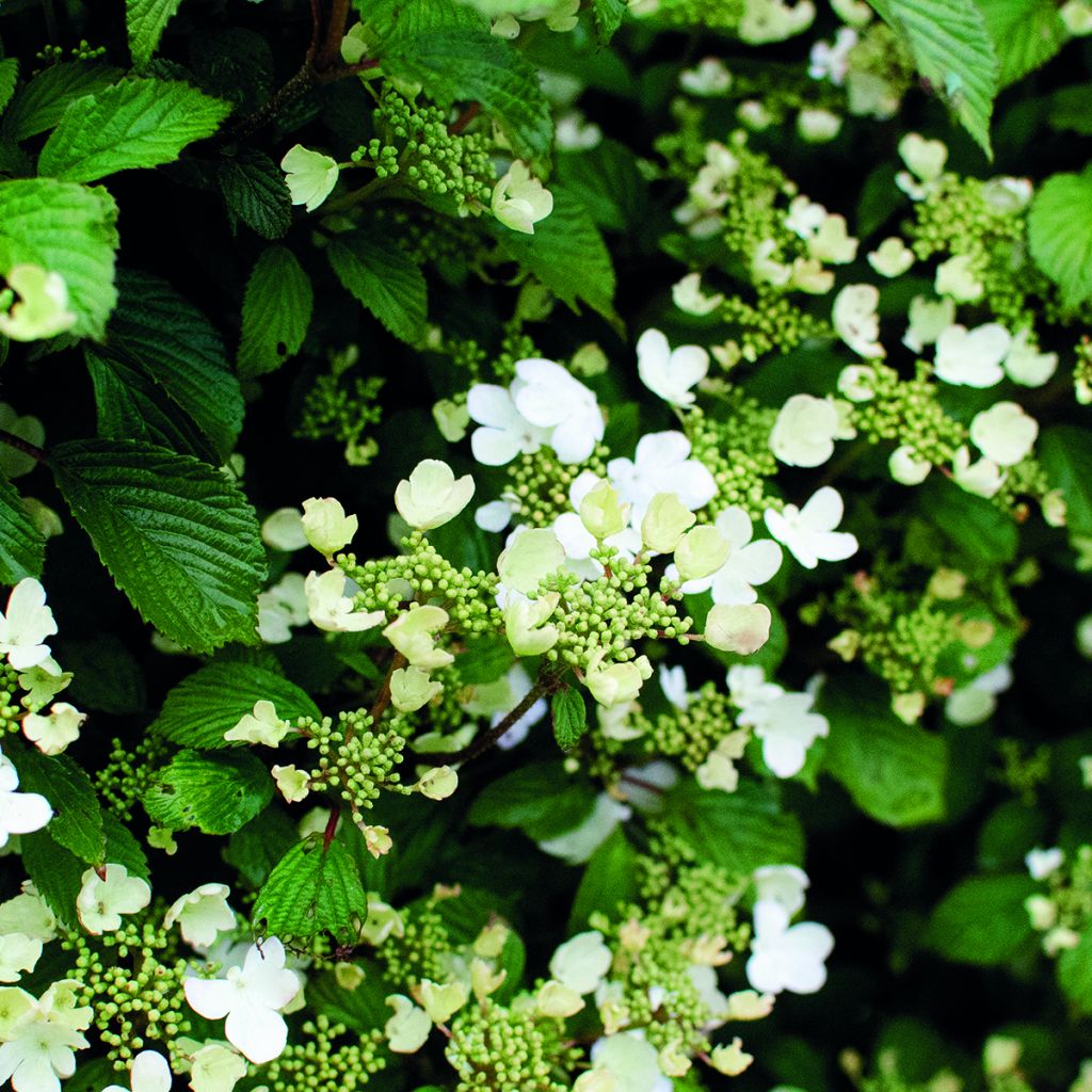 Japanischer Schneeball Shirogami - Viburnum plicatum