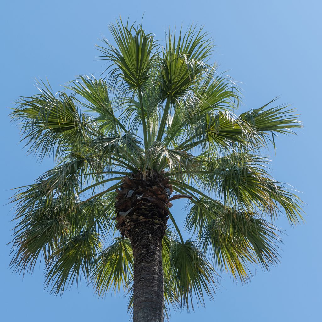 Graines de Palmier - Washingtonia filifera