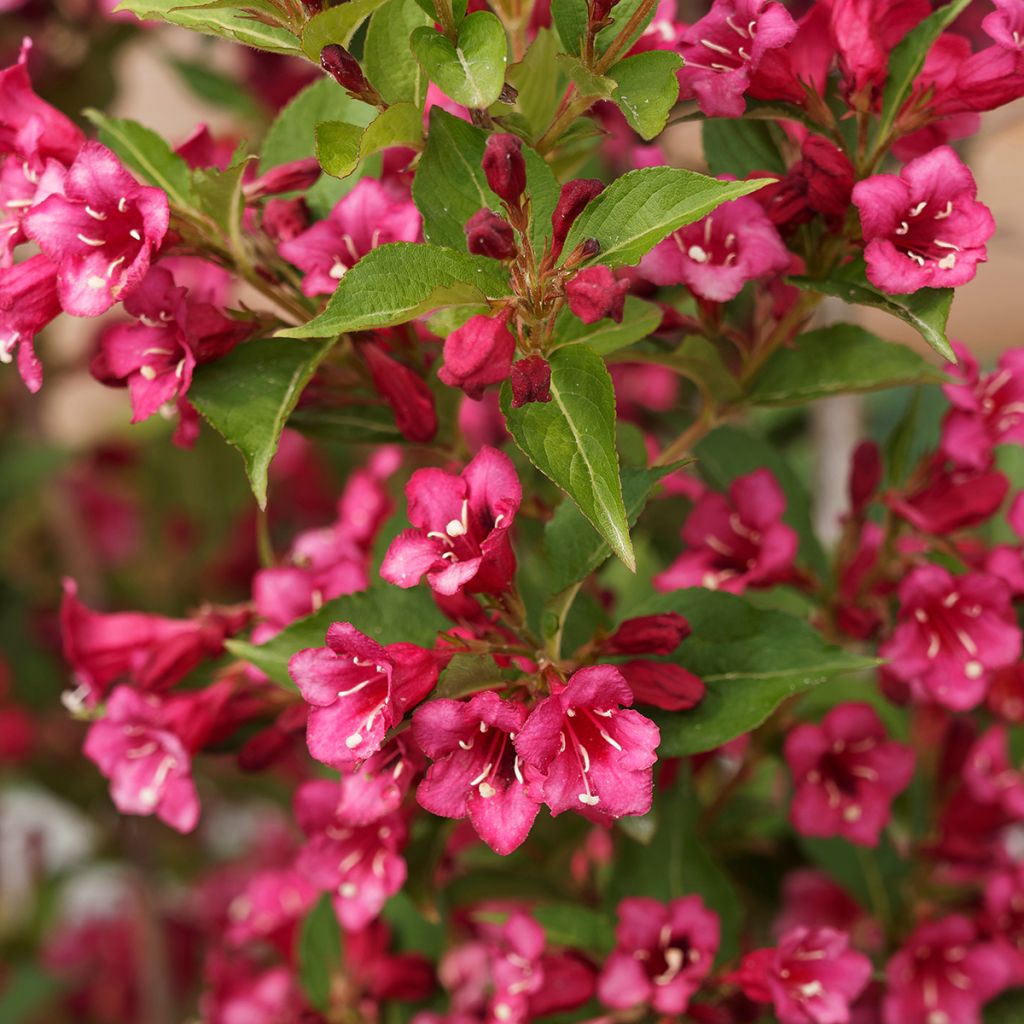 Weigela florida Big Love