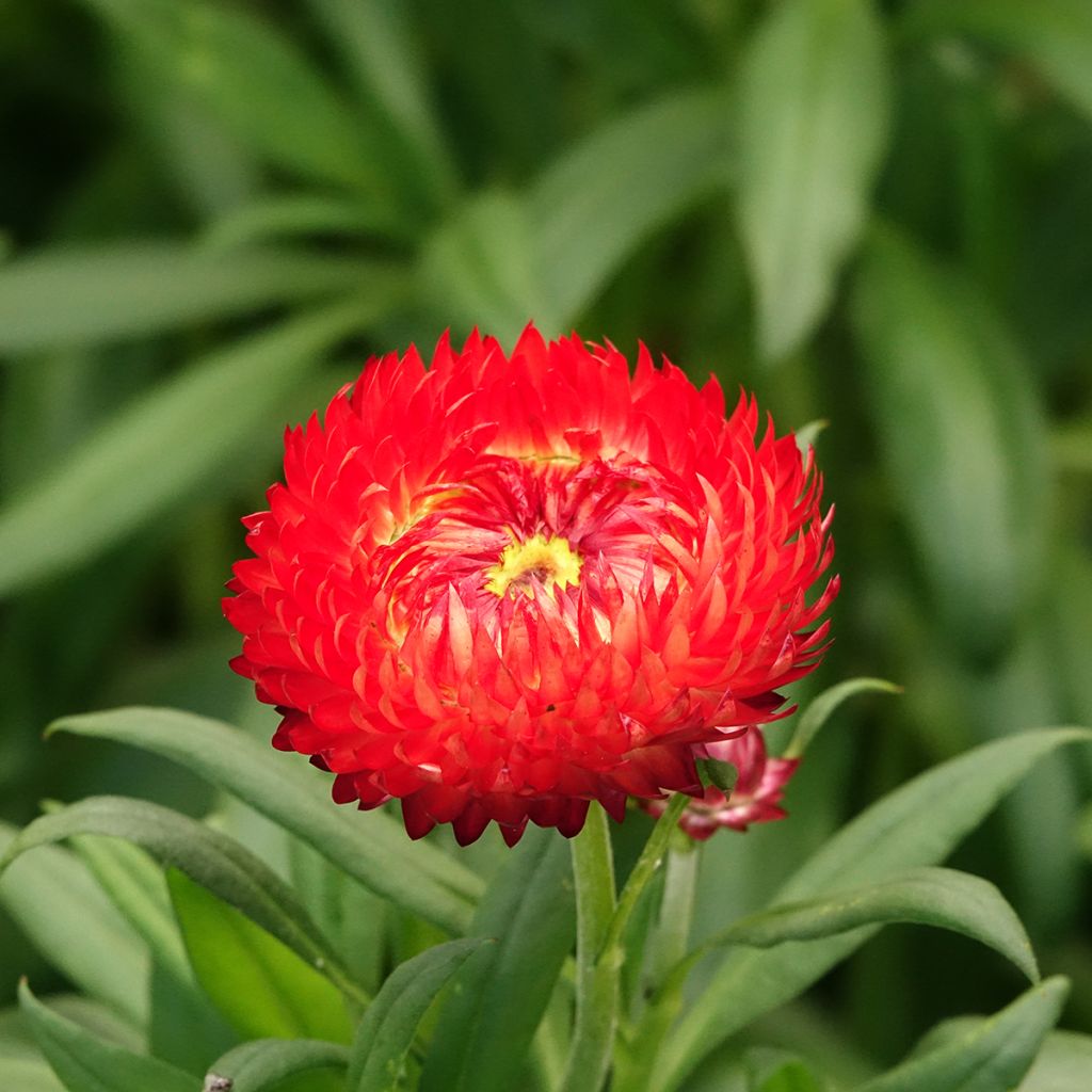 Xerochrysum bracteatum Granvia Red Flame - Garten-Strohblume