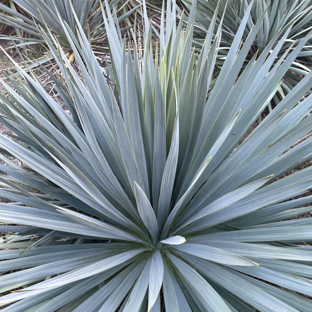 Yucca French Flag - Palmlilie