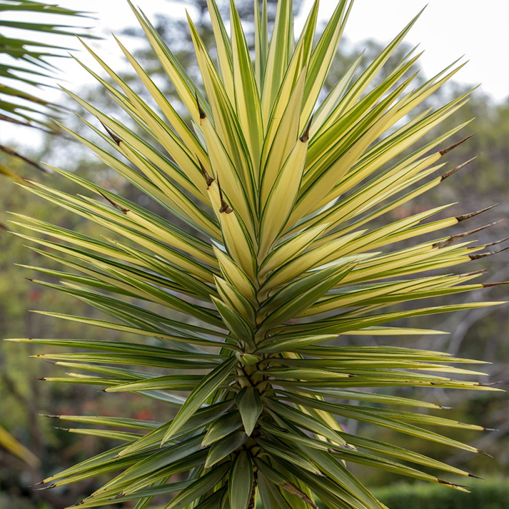 Yucca aloifolia Variegata - Graue Palmlilie