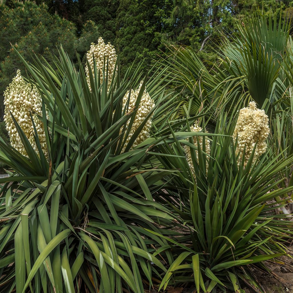 Yucca gloriosa - Kerzen-Palmlilie