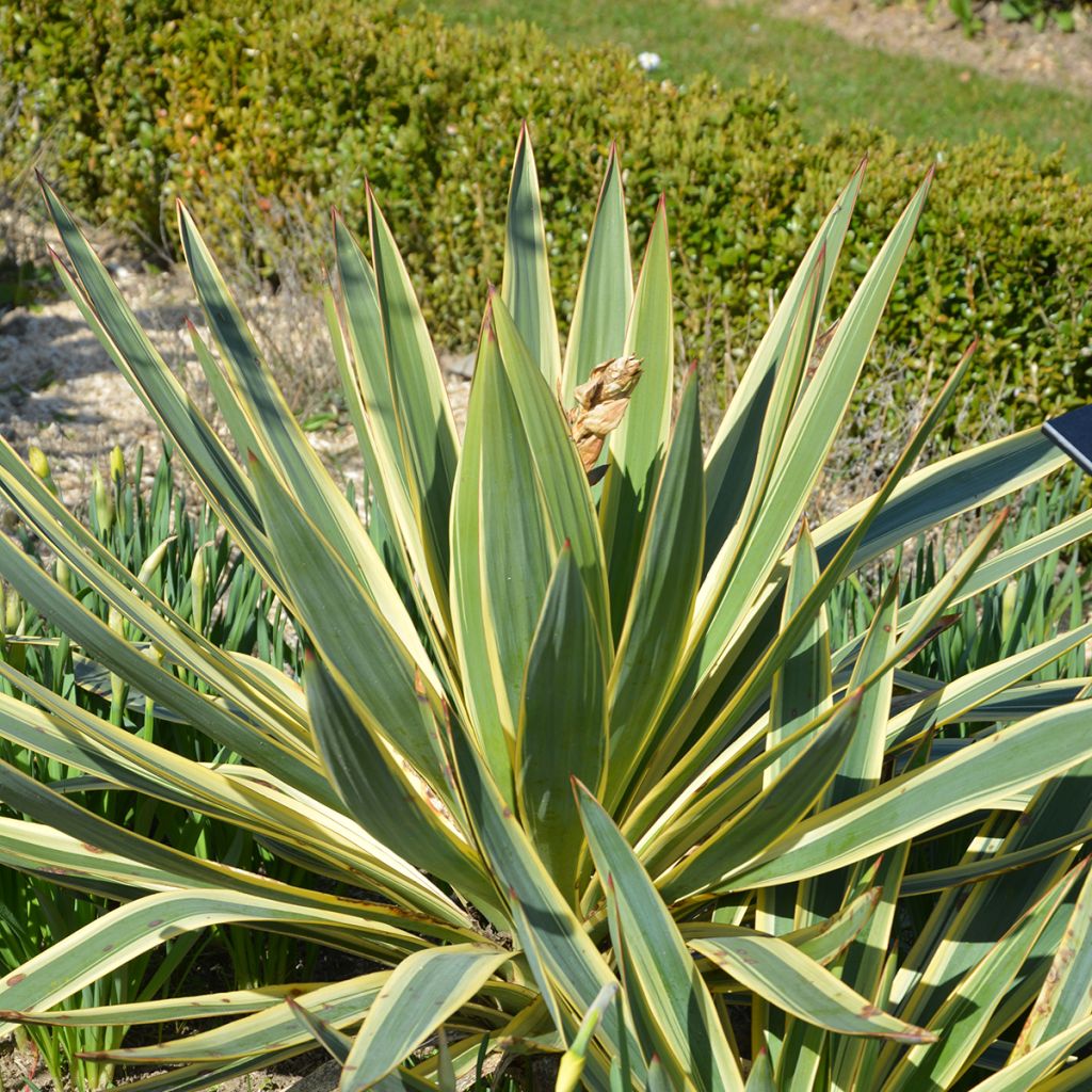 Yucca gloriosa Variegata - Kerzen-Palmlilie