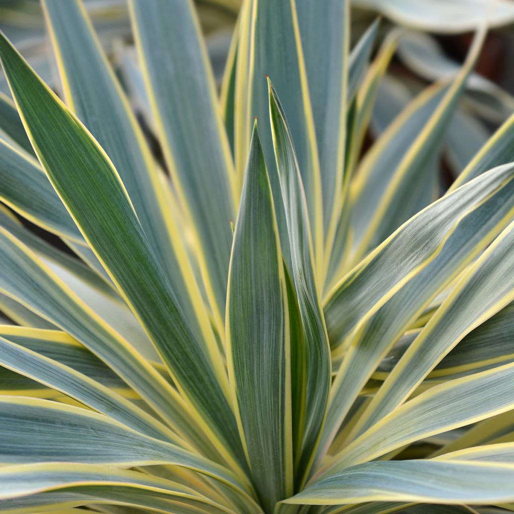Yucca gloriosa Variegata - Kerzen-Palmlilie