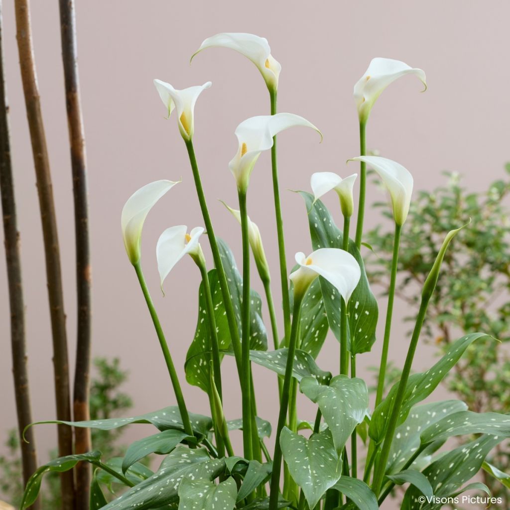 Zantedeschia aethiopica Scented Lady - Zimmercalla
