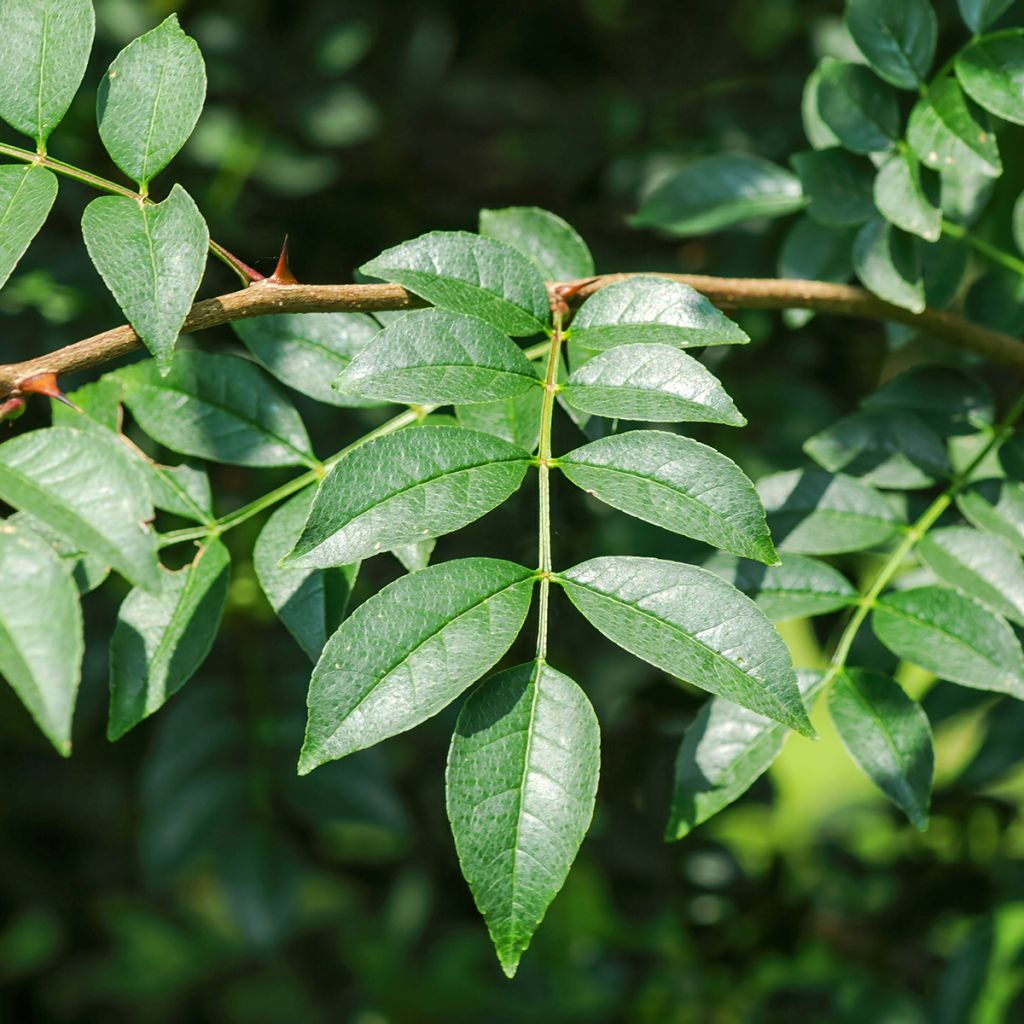 Szechuanpfeffer - Zanthoxylum coreanum